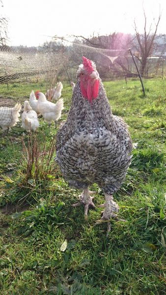 Hier Siegertyp Siegfried, der Kämpfer gegen den Hühnerhabicht. Hier Siegertyp Siegfried, der Kämpfer gegen den Hühnerhabicht.