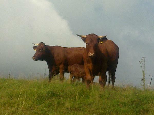 Auch wenn Regen droht - das Rote Höhenvieh steht zusammen, hier die ganze Familie Auch wenn Regen droht - das Rote Höhenvieh steht zusammen, hier die ganze Familie