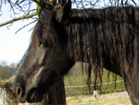 Unsere Stute Princess (Noriker vom Abtenauer Schlag) auf der Weide Unsere Stute Princess (Noriker vom Abtenauer Schlag) auf der Weide