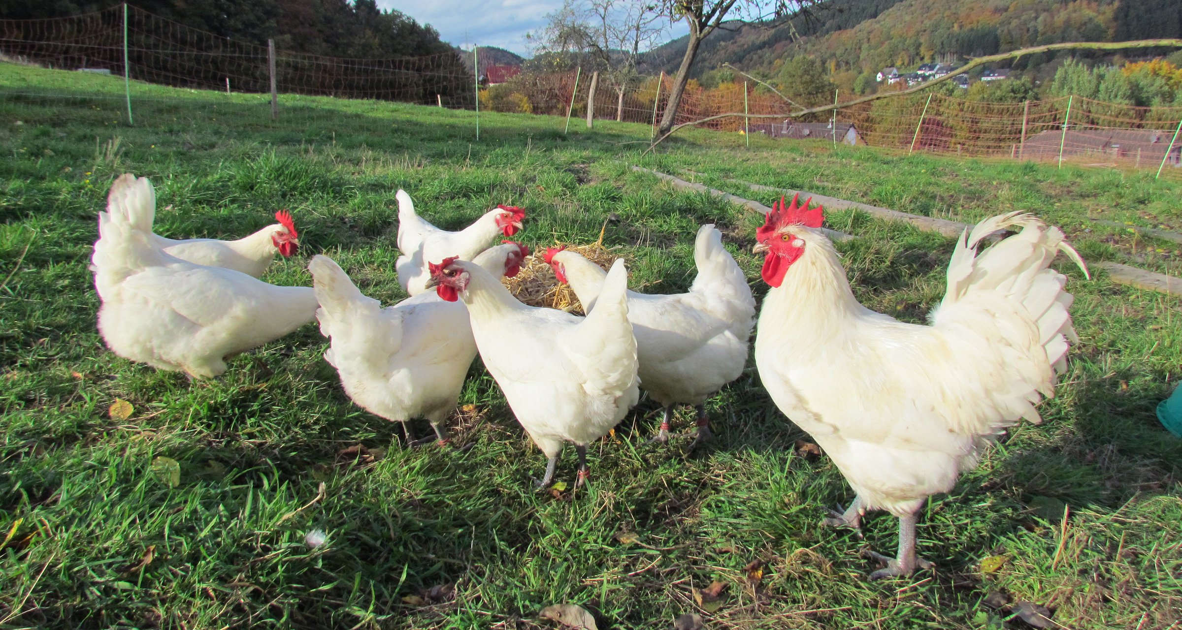 Zweinutzungshühner - mobil, gesund und geschmackvoll