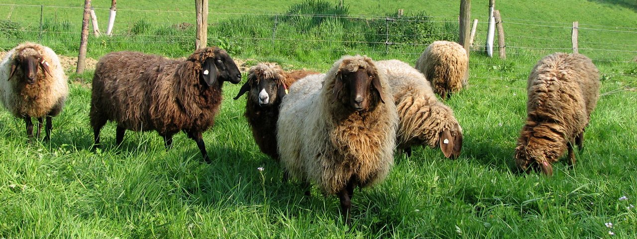 Braune Bergschafe: Berggängig, regenfest – ideal fürs Bergische