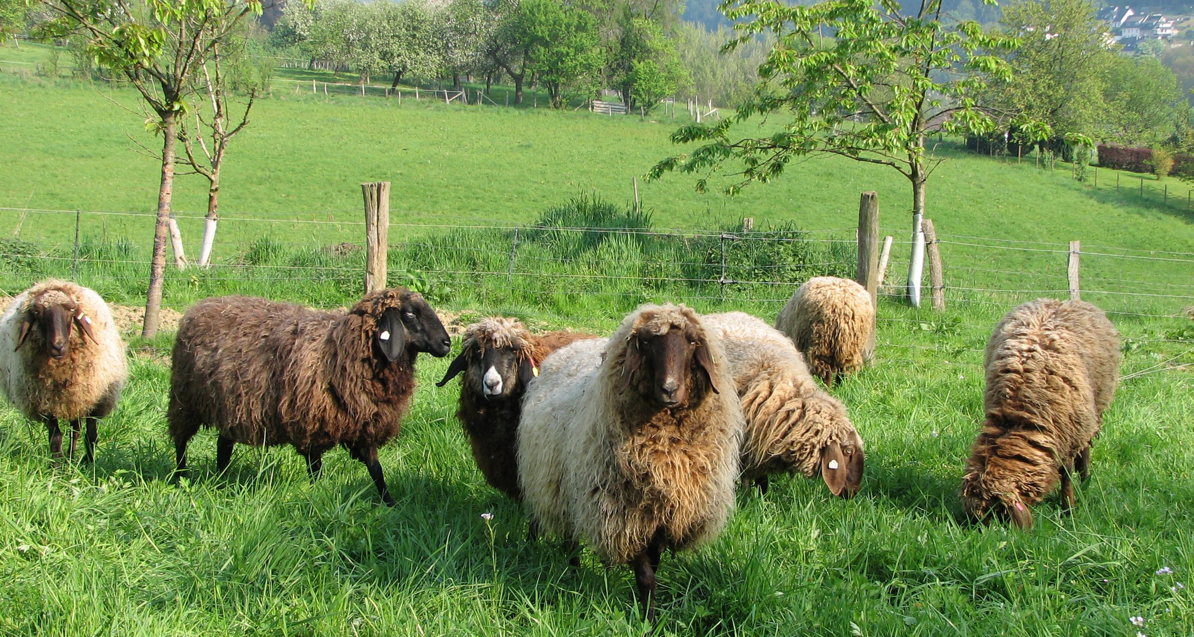 Braune Bergschafe: Berggängig, regenfest – ideal fürs Bergische 