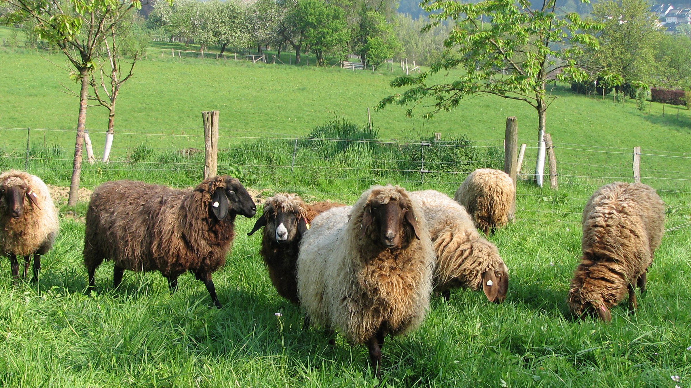 Braune Bergschafe: Berggängig, regenfest – ideal fürs Bergische