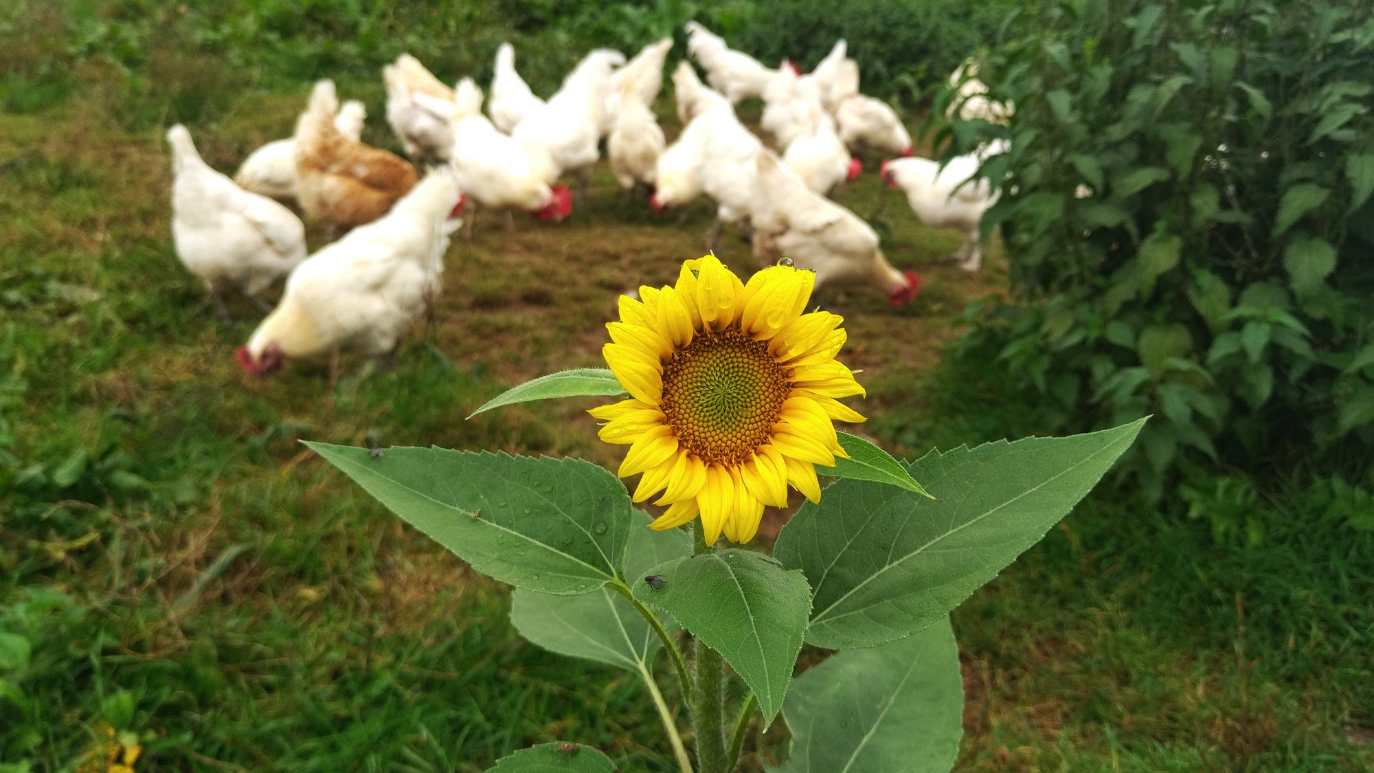 Auf dem Weg zum Vielfaltshof