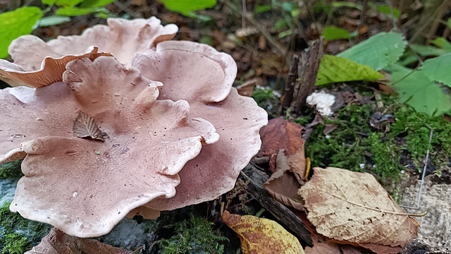 Laubholz-Knäueling